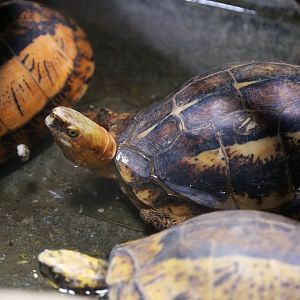 Bourret’s Box Turtle (Cuora bourreti)