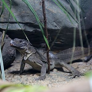 Philippine Sailfin Lizard