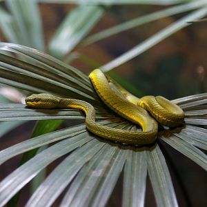 White-lipped Tree Viper