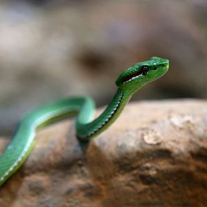 Lanna Green Pit Viper (Trimeresurus lanna)