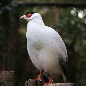 White Eared-pheasant