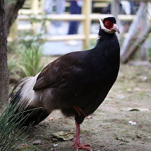 Brown Eared-pheasant