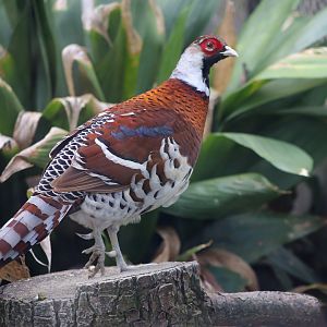 Elliot's Pheasant