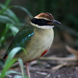 Fairy Pitta (Pitta nympha)