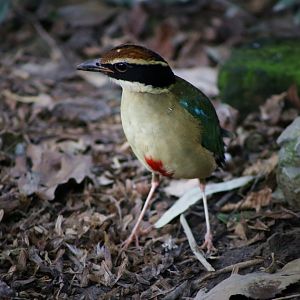 Fairy Pitta (Pitta nympha)