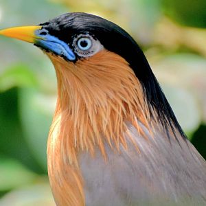 Brahminy Starling (Sturnia pagodarum)