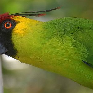 Horned Parakeet (Eunymphicus cornutus)