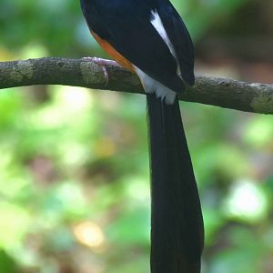 White-rumped Shama (Copsychus malabaricus)