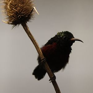 Purple-throated sunbird - male