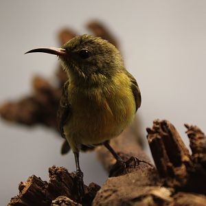 Purple-throated sunbird - female