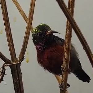 Purple-throated sunbird - male