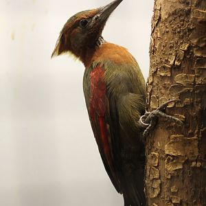 Checker-throated woodpecker