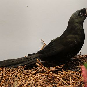 Racket-tailed treepie