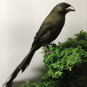 Racket-tailed treepie