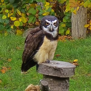 Spectacled owl