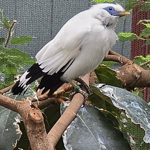 Bali myna