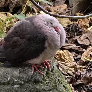 Pink pigeon