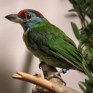 Blue-throated barbet