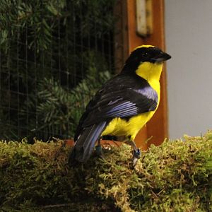 Blue-winged mountain tanager