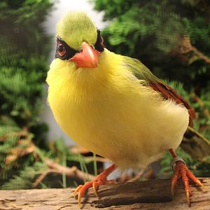 Indochinese green magpie