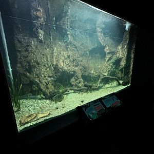 African Lungfish Exhibit