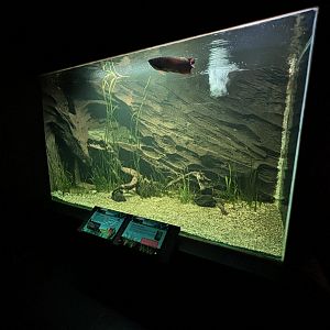 Arowana Exhibit