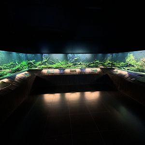 Aquascape Display