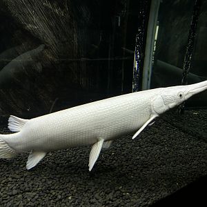 Albino Alligator Gar