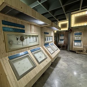 Insect Museum