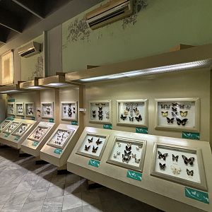 Insect Museum