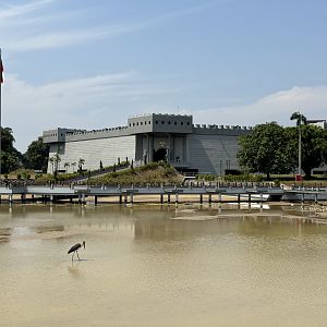 Wild Lesser Adjutant + Museum