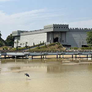 Wild Lesser Adjutant + Museum