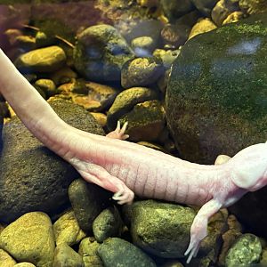 Albino Tiger Salamander