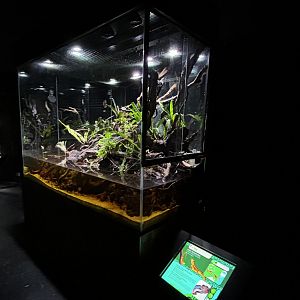 Angle-headed Forest Dragon Exhibit