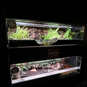 Malayan Krait + Banded Krait Exhibits