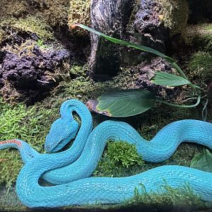 Komodo Island Pit Viper