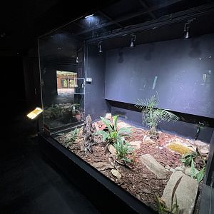 King Cobra Exhibit