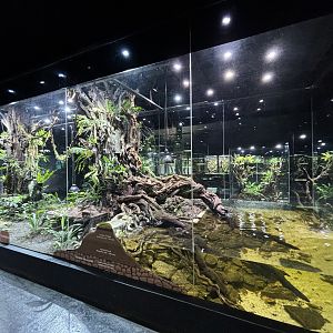 Papuan Biodome - central exhibit inside Reptile House