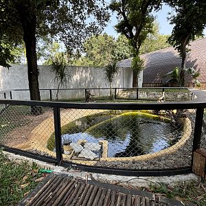 Saltwater Crocodile Exhibit #1 - albino
