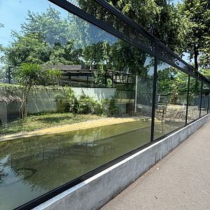 Saltwater Crocodile Exhibit #2