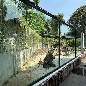 Komodo Dragon Exhibit #1