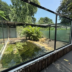 Komodo Dragon Exhibit #2