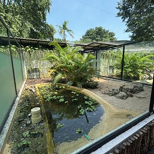 Komodo Dragon Exhibit #3