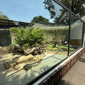 Komodo Dragon Exhibit #4