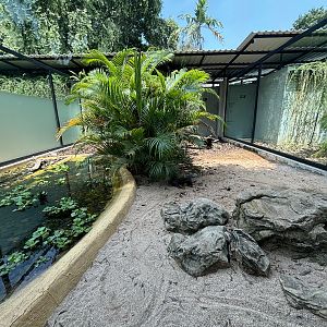 Komodo Dragon Exhibit #3