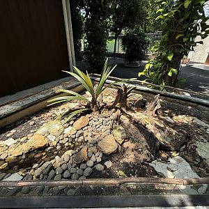 Forsten’s Tortoise Exhibit