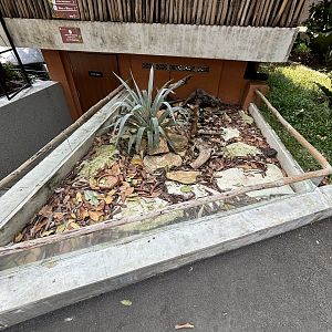 Pancake Tortoise Exhibit