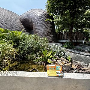 Bornean River Turtle Exhibit