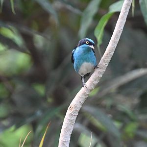 Black-faced dacnis (Dacnis lineata)