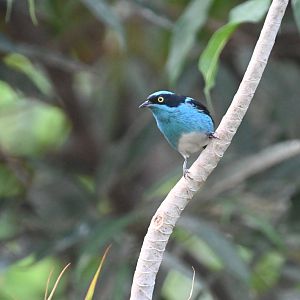 Black-faced dacnis (Dacnis lineata)